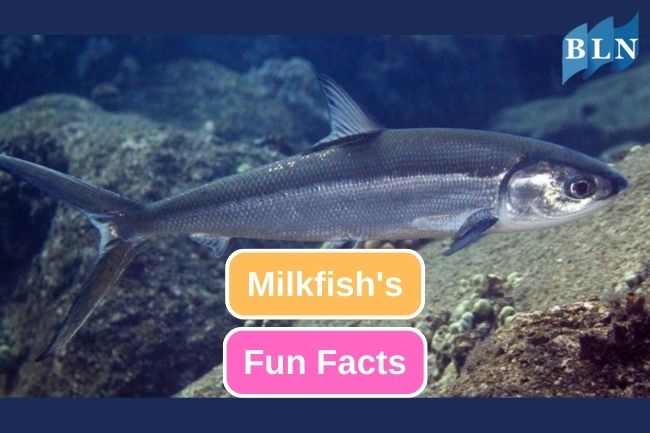 Get to know about 10 Fun Facts of Milkfish 